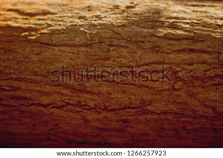 Wood Pine Backgrounds