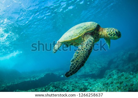 Beautiful Sea Turtle swimming along the reef in the Hawaii Islands