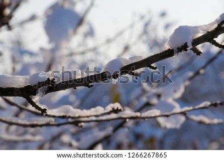 snow branch frozen