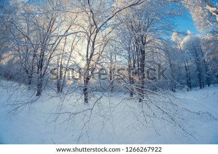beautiful winter landscape, snowy forest on a sunny day, fish eye distortion, tall snowy trees with a blue sky