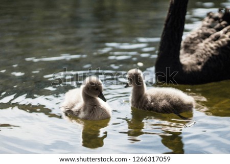 black swan lake 
