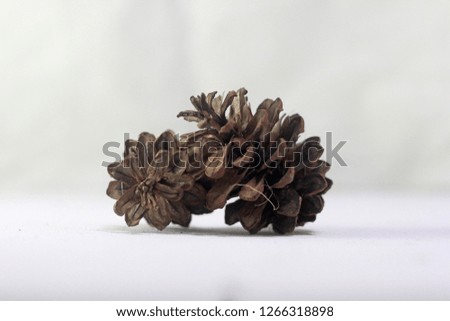 photography of pine cones