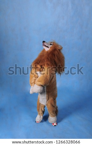 Dog poodle in a lion costume on a blue background on its hind legs