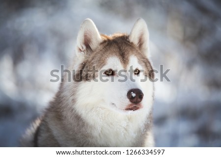 Profile Portrait of cute, happy and attentive beige Siberian Husky dog sitting on the snow in the enchanted fairy forest in winter