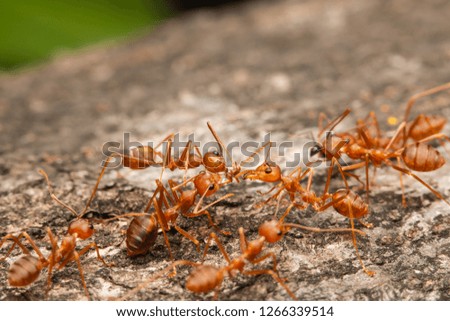 weaver ants teamwork biting a red imported fire ant on tree bark