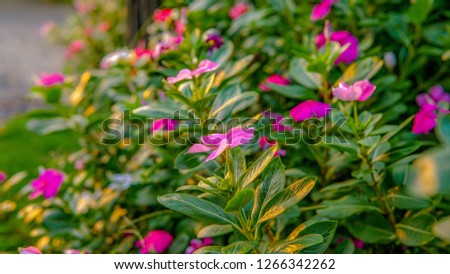 The flowers in the coffee shop in beautiful colors at sunset will fall