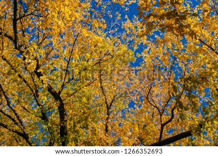 Upward view of canopy of trees with green and yellow autumn leaves on branches against clear blue sky