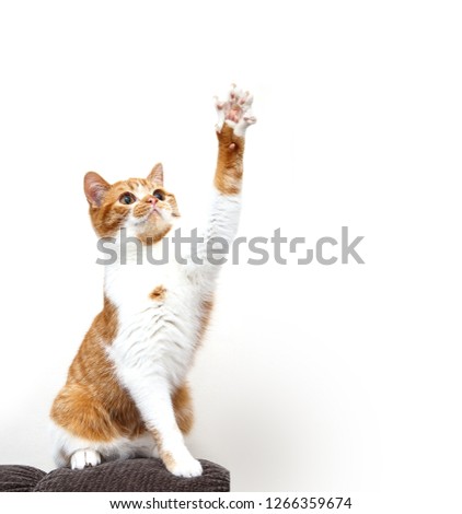 Beautiful white ginger cat with outstretched paw on a white background. Cheerful playful cat. Scottish Straight