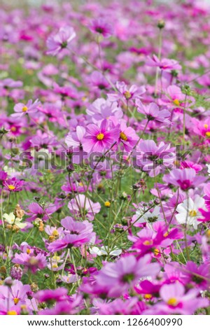 Scenery of Tsurumiryokuchi Park.These flowers are cosmos.　
Scientific name is Cosmos.