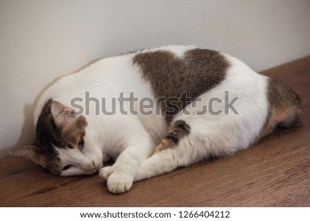White cat with heart pattern on body that select focus.