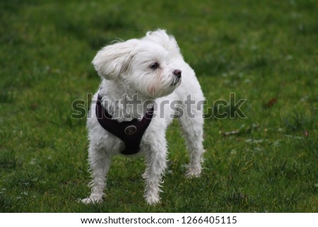 A Maltese puppy standing proudly. 