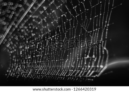 macro picture web / web strands, reflections and water drops on a background of the web