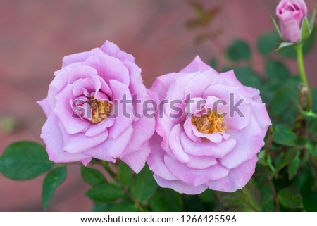 Purple rose flower is a beautiful in the garden.at the morning.