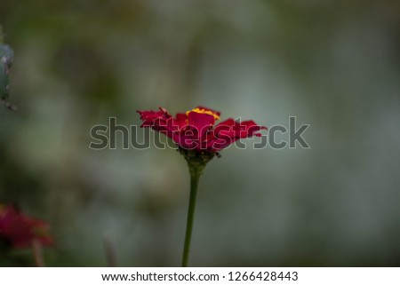 A very charming red zinnia flower macro photo full of stories that are suitable for use as smart phone wallpapers and computer screens