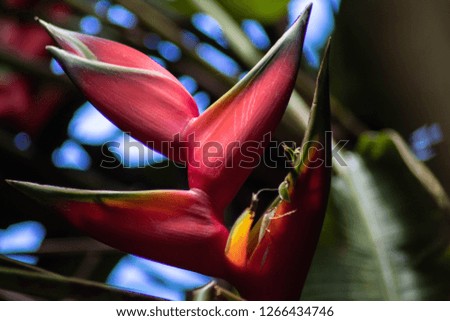 Photos of heliconia tropical fruits and flowers that have fresh colors