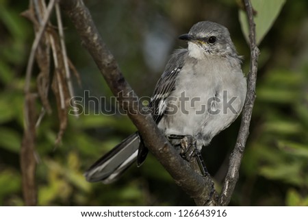 A Northern Mockingbird is perched on a branch looking to the left. Humber Bay Park, Toronto, Ontario, Canada.