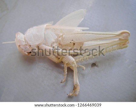 fossil of grasshopper
