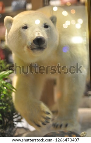
polar bear 
picture