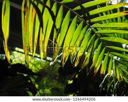 Green palm leaf exposing to backlighting