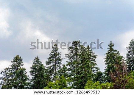 background with top of pine trees . spring theme , place for text