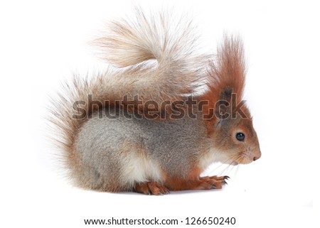 grey  squirrel on a white background