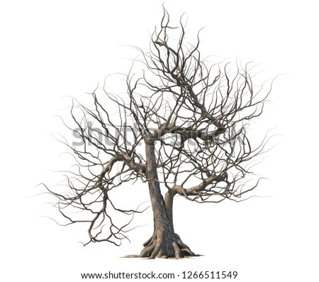 Dead tree isolated on white background. Royalty-Free Stock Photo #1266511549