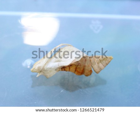 A close-up photograph of an empty butterfly chrysalis on a light blue plastic surface in Brisbane, Australia.