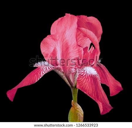 red iris flower isolated on a black background. Close-up. Flower bud on a green stem.