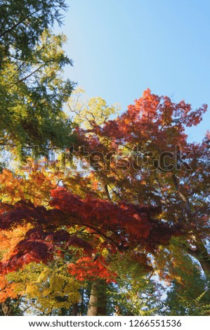Japanese autumn leaves