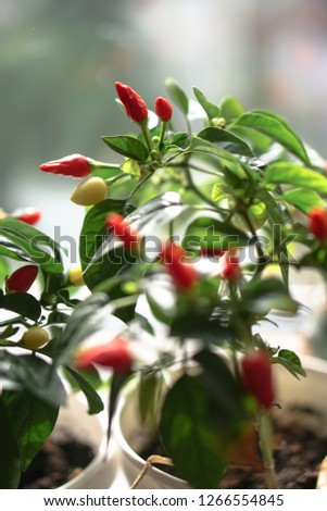 Beautiful bush of red pepper in the greenhouse for food. Decorative gardening elements. Stock photo