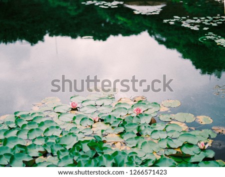 A colorful photograph of a local pond near sun set of young lotus flowers and lily pads floating on the river bed. 