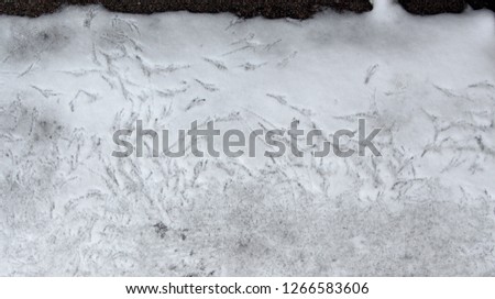 Traces of sparrows in the snow in December