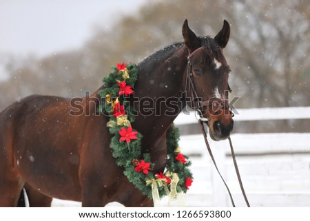 Picture of a purebred horse wearing beautiful Christmas garland decorations fall of snow