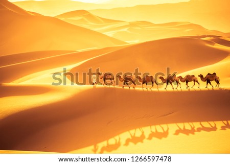 camels team march on the sand dunes, golden desert landscape in sunset Royalty-Free Stock Photo #1266597478
