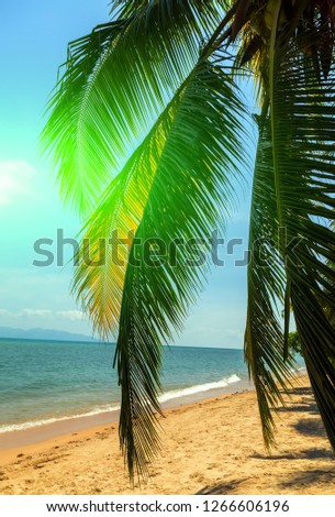 Sunlight sunset tropical palm trees beach