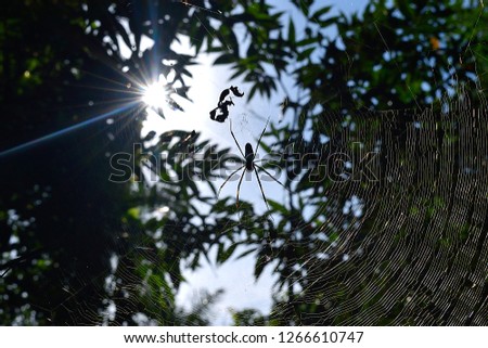 cobweb hit by sunlight showing spider on the foreground and trees and leaves in the background with sunbeams creating a star effect