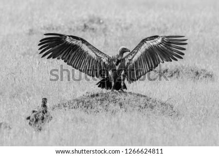 Vulture in Massai Mara eating