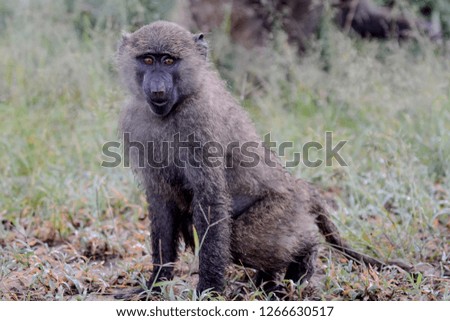 Olive baboon with baby in Massai Mara