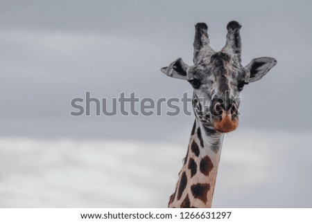 Portrait giraffe in Massai Mara