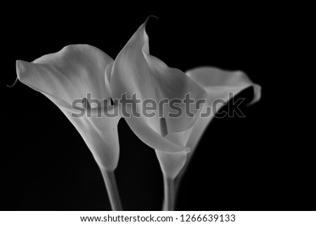 callas in low key. Black and white Royalty-Free Stock Photo #1266639133