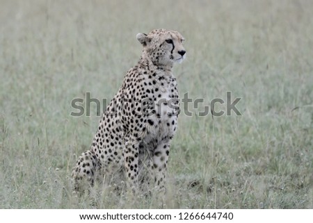 Portrait cheetah in Massai Mara