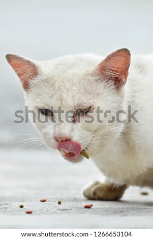 Heterochromia cats eating food. White cat with different colored eyes.
