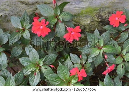Picture taken in rose garden in munnar , Kerala, India