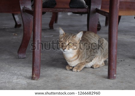 Cat under the table