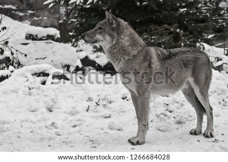 Gray wolf on winter white snow is a predatory animal. The wolf stands under the tree.