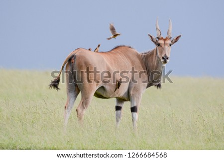 Portrait Kudu in Massai Mara