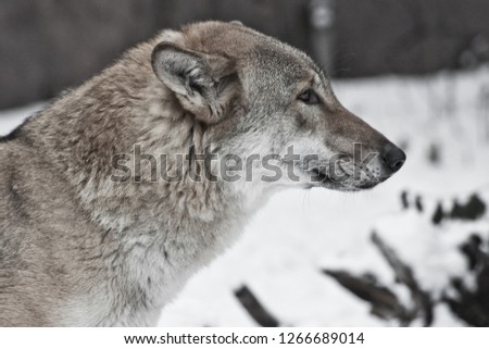 Gray wolf on winter white snow is a predatory animal. Wolf head closeup
