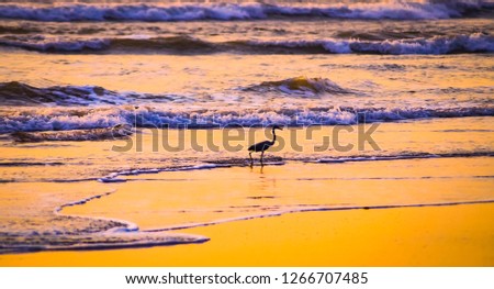 Bird, Waves and the Sunset