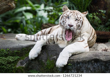 White tiger, Bleached tiger