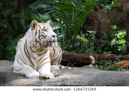 White tiger, Bleached tiger